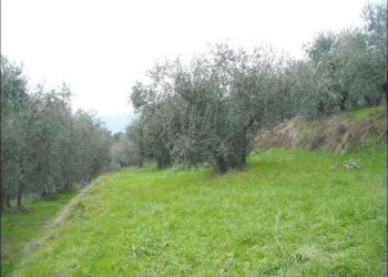 Terreno - Villa Trifamiliare Monsummano Terme - foto 21