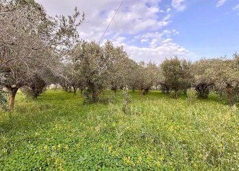 Villa Contrada Bosco Falconeria SNC, 90047 Partinico PA, Partinico - foto 4