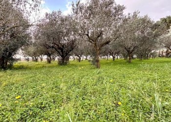 Villa Contrada Bosco Falconeria SNC, 90047 Partinico PA, Partinico - foto 8