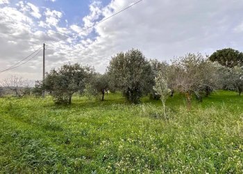 Villa Contrada Bosco Falconeria SNC, 90047 Partinico PA, Partinico - foto 14