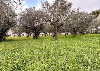 Villa Contrada Bosco Falconeria SNC, 90047 Partinico PA, Partinico - foto 15