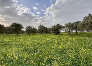 Villa Contrada Bosco Falconeria SNC, 90047 Partinico PA, Partinico - foto 18