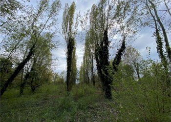 Villa Castelfranco Emilia - foto 26