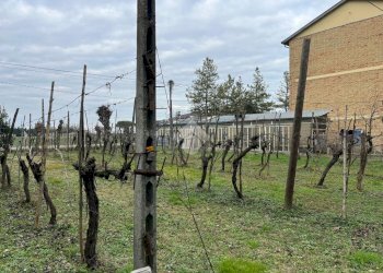 Agricultural land Via Dino Ravaioli, Ravenna (neighborhood Santo Stefano) - photo 7