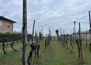 Agricultural land Via Dino Ravaioli, Ravenna (neighborhood Santo Stefano) - photo 13