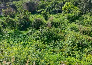 Giardino - Terreno edificabile Via Trento
snc, Acireale - foto 3