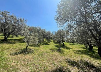 Giardino - Villa San Potito Sannitico - foto 33