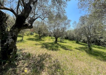 Giardino - Villa San Potito Sannitico - foto 35