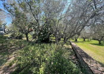 Giardino - Villa San Potito Sannitico - foto 42