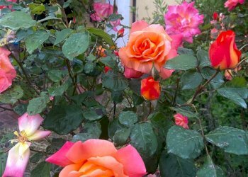 Dettagli - Villa San Potito Sannitico - foto 59