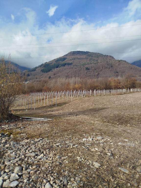 Terreno - Terreno agricolo via Spinedi, Berbenno di Valtellina - foto 1
