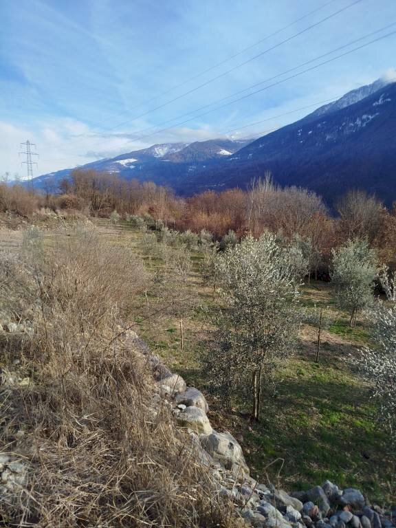 Terreno - Terreno agricolo via Spinedi, Berbenno di Valtellina - foto 3