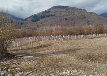 Terreno - Terreno agricolo via Spinedi, Berbenno di Valtellina - foto 1