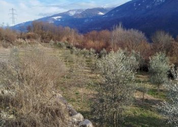 Terreno - Terreno agricolo via Spinedi, Berbenno di Valtellina - foto 3