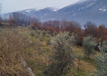 Terreno - Terreno agricolo via Spinedi, Berbenno di Valtellina - foto 6