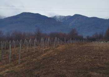 Terreno - Terreno agricolo via Spinedi, Berbenno di Valtellina - foto 9