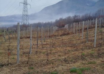 Terreno - Terreno agricolo via Spinedi, Berbenno di Valtellina - foto 10
