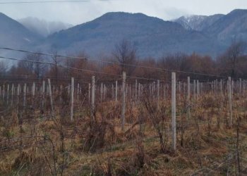 Terreno - Terreno agricolo via Spinedi, Berbenno di Valtellina - foto 11