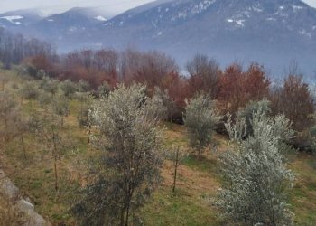 Terreno - Terreno agricolo via Spinedi, Berbenno di Valtellina - foto 16