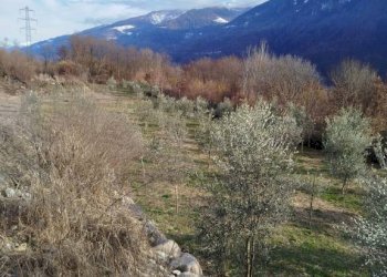 Terreno - Terreno agricolo via Spinedi, Berbenno di Valtellina - foto 18