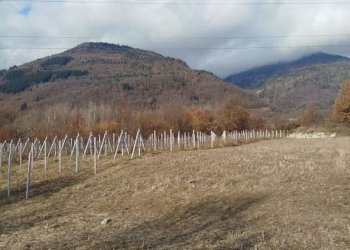 Terreno - Terreno agricolo via Spinedi, Berbenno di Valtellina - foto 20