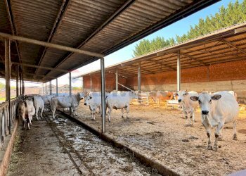 Casa indipendente via casale, 32 
 Montemagno, Montemagno - foto 29