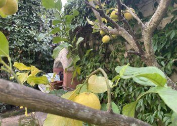 Villa Bifamiliare Livorno - foto 8