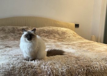 Villa Bifamiliare Livorno - foto 12