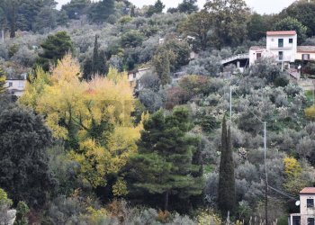 Particolare - Terreno edificabile Via della Forestale
snc, Monreale - foto 9