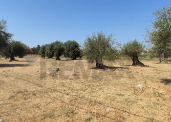 Giardino - Terreno agricolo Contrada Oliveto
 
snc, Augusta - foto 5