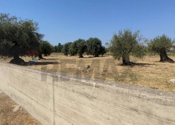 Non correlato - Terreno agricolo Contrada Oliveto
 
snc, Augusta - foto 6