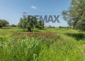 Giardino - Agricultural land Contrada Oliveto
 
snc, Augusta - photo 4