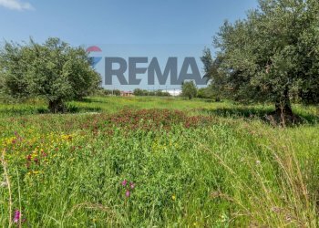 Giardino - Agricultural land Contrada Oliveto
 
snc, Augusta - photo 8