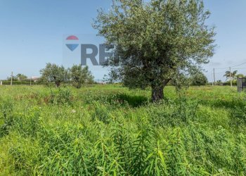 Giardino - Agricultural land Contrada Oliveto
 
snc, Augusta - photo 14