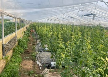 Giardino - Farm Partinico - photo 9