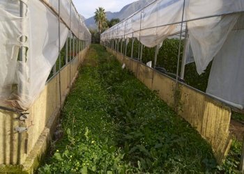 Giardino - Farm Partinico - photo 16