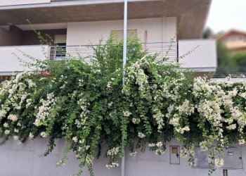 Giardino - Villa Bifamiliare Via Alcide De Gaspari, Montesilvano - foto 7