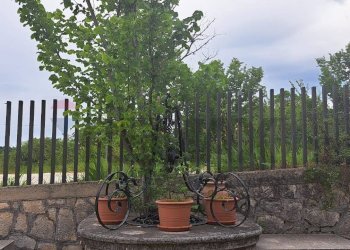 Giardino - Attività Commerciale Rapino - foto 26