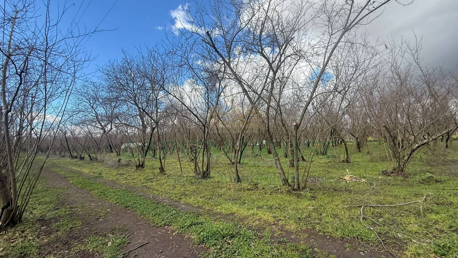 Foto 2 - Terreno agricolo Saviano, Saviano - foto 2