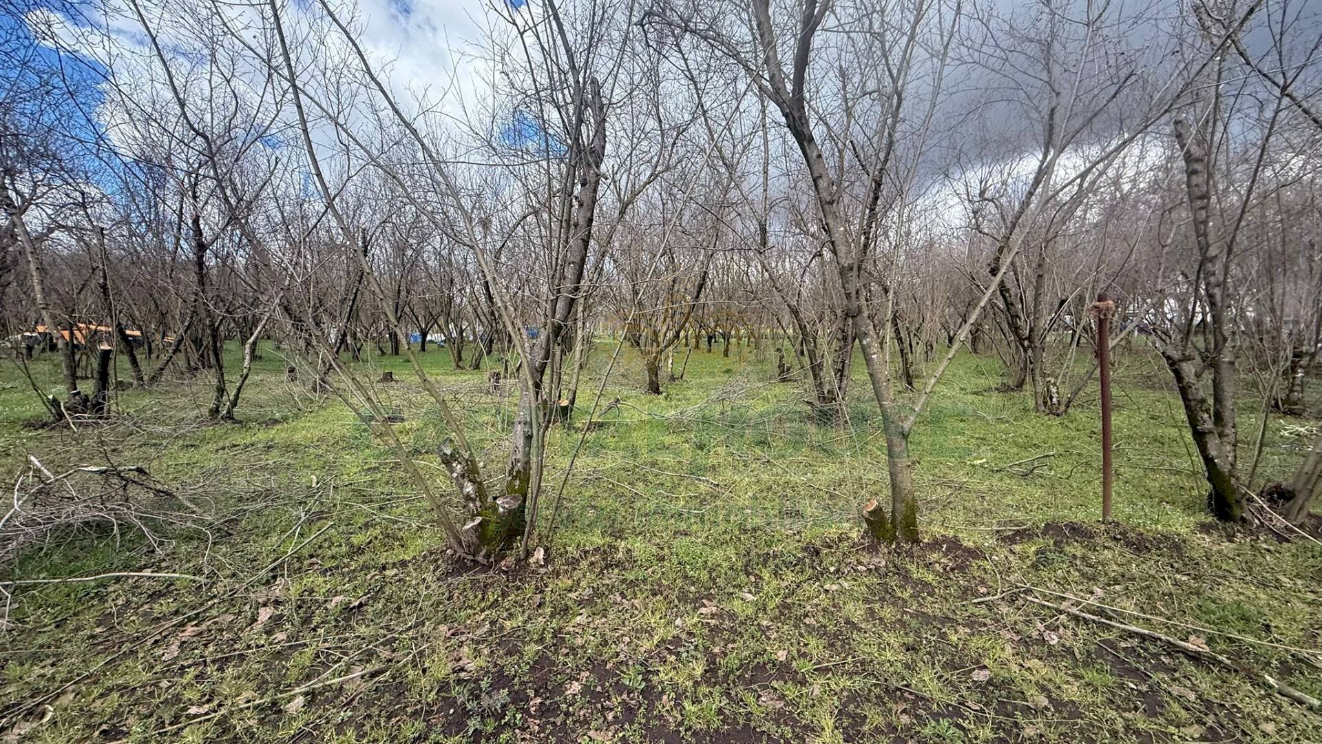 Foto 3 - Terreno agricolo Saviano, Saviano - foto 3