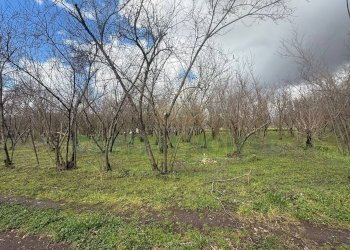 Foto 1 - Terreno agricolo Saviano, Saviano - foto 1
