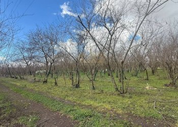 Foto 2 - Terreno agricolo Saviano, Saviano - foto 2