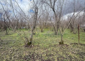 Foto 3 - Terreno agricolo Saviano, Saviano - foto 3