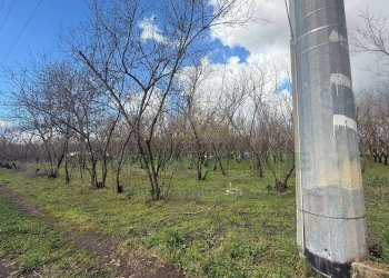 Foto 5 - Terreno agricolo Saviano, Saviano - foto 5