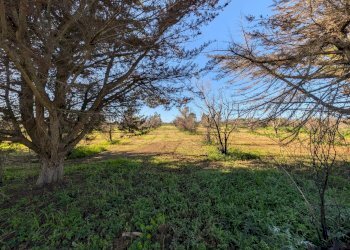 Foto 35 - Villa contrada nanni, Gallipoli - foto 35