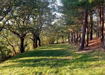 Terreno - Rustico via San Marco di Sopra, 1, Cupramontana - foto 29