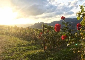 Villa Vergato - foto 6