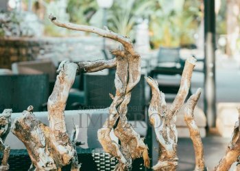 dettaglio - Ristorante Corso Francesco Rossi 1, Bordighera - foto 24