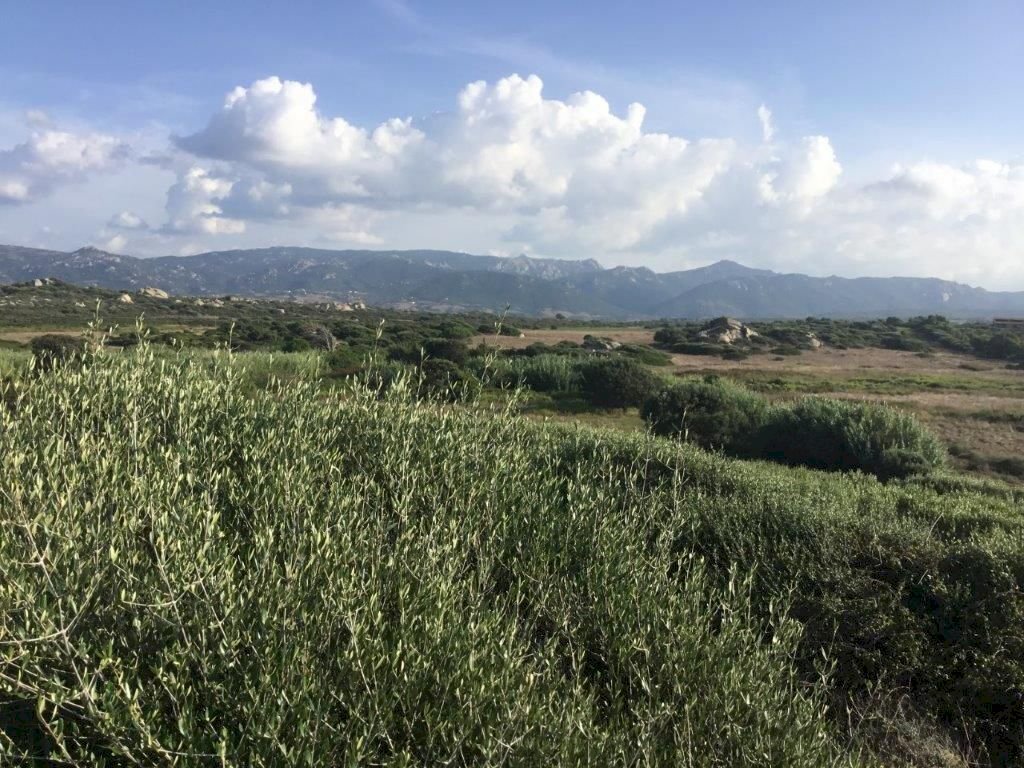 WhatsApp Image 2026-02-06 at 18.38.39 (2).jpeg - Casale Aglientu - foto 3