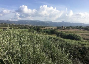 WhatsApp Image 2026-02-06 at 18.38.39 (2).jpeg - Casale Aglientu - photo 3